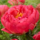 10 PCS Peony 'Coral Sunset' (Large -) Paeonia lactiflora Bonsai Seeds
