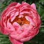 10 PCS Peony 'Coral Sunset' (Large -) Paeonia lactiflora Bonsai Seeds