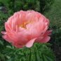10 PCS Peony 'Coral Sunset' (Large -) Paeonia lactiflora Bonsai Seeds
