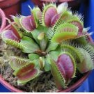 100 Pcs Potted Insectivorous Plants Dionaea Muscipula Giant Clip Venus Flytrap Seed 100 Pcs Potted Insectivorous Plants Dionaea Muscipula Giant Clip Venus Flytrap Seed