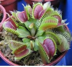 100 Pcs Potted Insectivorous Plants Dionaea Muscipula Giant Clip Venus Flytrap Seed