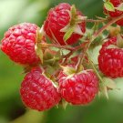 10 PCS Lowest Price!Heritage Raspberry Garden Seeds 10 PCS Lowest Price!Heritage Raspberry Garden Seeds