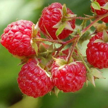 10 PCS Lowest Price!Heritage Raspberry Garden Seeds