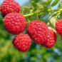 10 PCS Lowest Price!Heritage Raspberry Garden Seeds