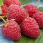 10 PCS Lowest Price!Heritage Raspberry Garden Seeds