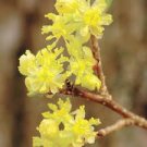 10 PCS Spicebush, Lindera benzoin, Shrub Seeds