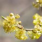 10 PCS Spicebush, Lindera benzoin, Shrub Seeds