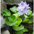 100 PCS Seed Water Hyacinth Flower Plants Lotus Live Water Hyacinth Floating Pond 100 PCS Seed Water Hyacinth Flower Plants Lotus Live Water Hyacinth Floating Pond