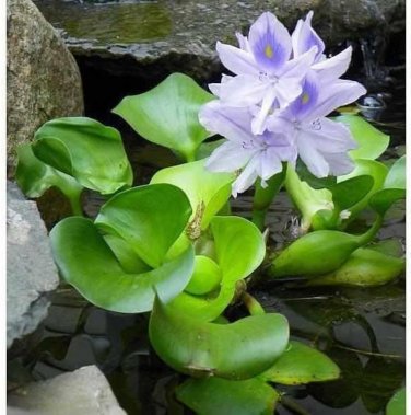 100 PCS Seed Water Hyacinth Flower Plants Lotus Live Water Hyacinth Floating Pond