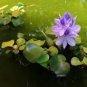 100 PCS Seed Water Hyacinth Flower Plants Lotus Live Water Hyacinth Floating Pond