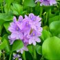 100 PCS Seed Water Hyacinth Flower Plants Lotus Live Water Hyacinth Floating Pond