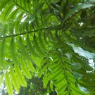 100 PCS Japanese Rare Creeper Boston Fern Plant Vines Climbing Plants Seeds