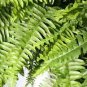 100 PCS Japanese Rare Creeper Boston Fern Plant Vines Climbing Plants Seeds