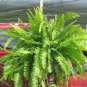 100 PCS Japanese Rare Creeper Boston Fern Plant Vines Climbing Plants Seeds