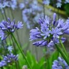50 PCS Agapanthus Africanus Beautiful Seeds