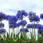 50 PCS Agapanthus Africanus Beautiful Seeds