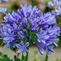 50 PCS Agapanthus Africanus Beautiful Seeds
