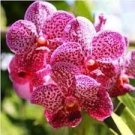 100 PCS Hydroponic Orchid Seeds Bonsai Indoor Flower Plants 100 PCS Hydroponic Orchid Seeds Bonsai Indoor Flower Plants