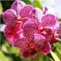 100 PCS Hydroponic Orchid Seeds Bonsai Indoor Flower Plants