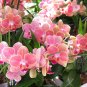 100 PCS Hydroponic Orchid Seeds Bonsai Indoor Flower Plants