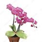 100 PCS Hydroponic Orchid Seeds Bonsai Indoor Flower Plants