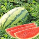 30 PCS Lazy Melon King Watermelon Bonsai red Meat Garden Balcony Potted Fruit Seeds