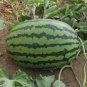 30 PCS Lazy Melon King Watermelon Bonsai red Meat Garden Balcony Potted Fruit Seeds