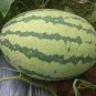 30 PCS Lazy Melon King Watermelon Bonsai red Meat Garden Balcony Potted Fruit Seeds