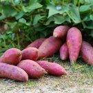 20 Pcs Sweet Potato Seed Delicious Purple Sweet Potato Vegetable 20 Pcs Sweet Potato Seed Delicious Purple Sweet Potato Vegetable