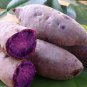 20 Pcs Sweet Potato Seed Delicious Purple Sweet Potato Vegetable