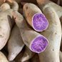 20 Pcs Sweet Potato Seed Delicious Purple Sweet Potato Vegetable