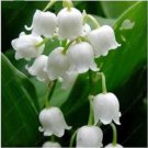 100 PCS Exotic Lily Valley Flower Perennial Balcony Bonsai Potted Climbing Bell Orchid Seeds