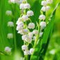 100 PCS Exotic Lily Valley Flower Perennial Balcony Bonsai Potted Climbing Bell Orchid Seeds