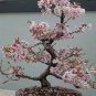 5 PCS Fragrant Winter Bonsai Flower Yellow Red Pink Seeds