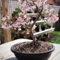 5 PCS Fragrant Winter Bonsai Flower Yellow Red Pink Seeds