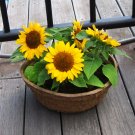 20 PCS Bonsai Short Sunflowers Seeds 20 PCS Bonsai Short Sunflowers Seeds