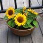 20 PCS Bonsai Short Sunflowers Seeds