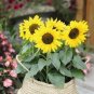 20 PCS Bonsai Short Sunflowers Seeds