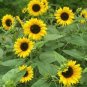 20 PCS Bonsai Short Sunflowers Seeds