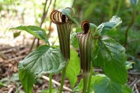30 Seeds Wf Jack in The Pulpit Seeds