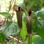30 Seeds Wf Jack in The Pulpit Seeds