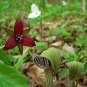 30 Seeds Wf Jack in The Pulpit Seeds