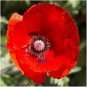 100 PCS Corn Poppy Seeds Rose Red Flowers