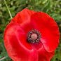 100 PCS Corn Poppy Seeds Rose Red Flowers