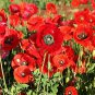 100 PCS Corn Poppy Seeds Rose Red Flowers