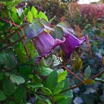 25 PCS Seeds Cobee Violette