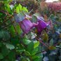 25 PCS Seeds Cobee Violette