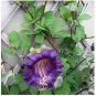 25 PCS Seeds Cobee Violette