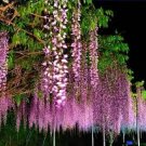5 PCS Wisteria Wisteria Vine Saplings Seeds - Pink and Purple Flowers 5 PCS Wisteria Wisteria Vine Saplings Seeds - Pink and Purple Flowers