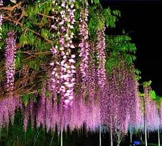 5 PCS Wisteria Wisteria Vine Saplings Seeds - Pink and Purple Flowers